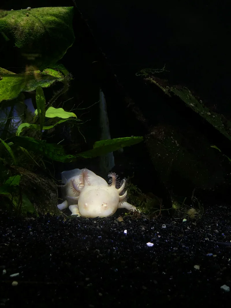 A leucistic axolotl resting on dark substrate beside green aquarium plants, pink feathery gills visible