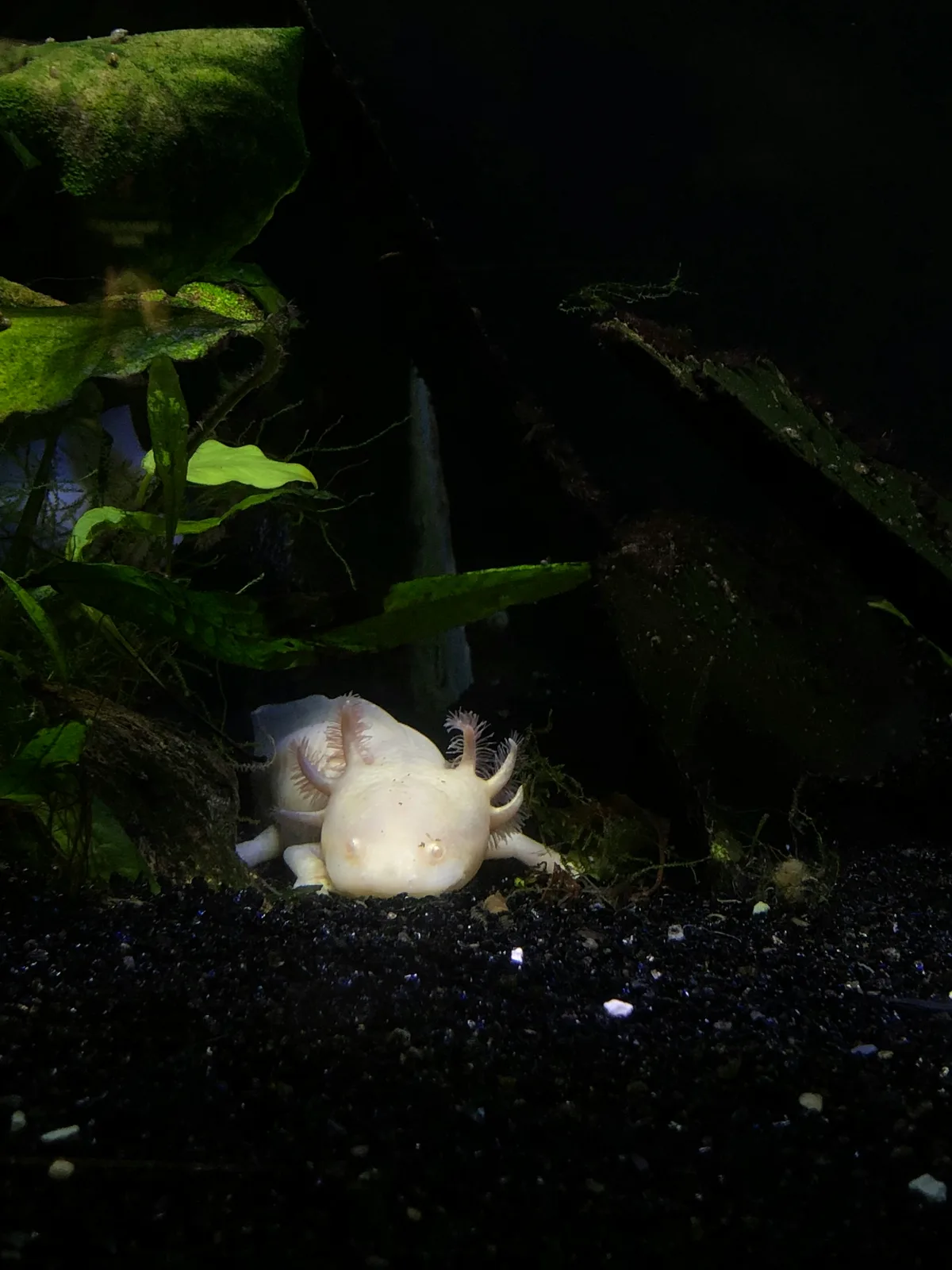 A leucistic axolotl resting on dark substrate beside green aquarium plants, pink feathery gills visible