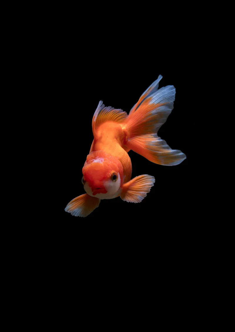 A fancy goldfish with a bright orange body and translucent white-edged fins, viewed head-on against a pure black background